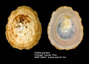 Patella gomesii
